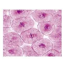 > </div>
<div class=